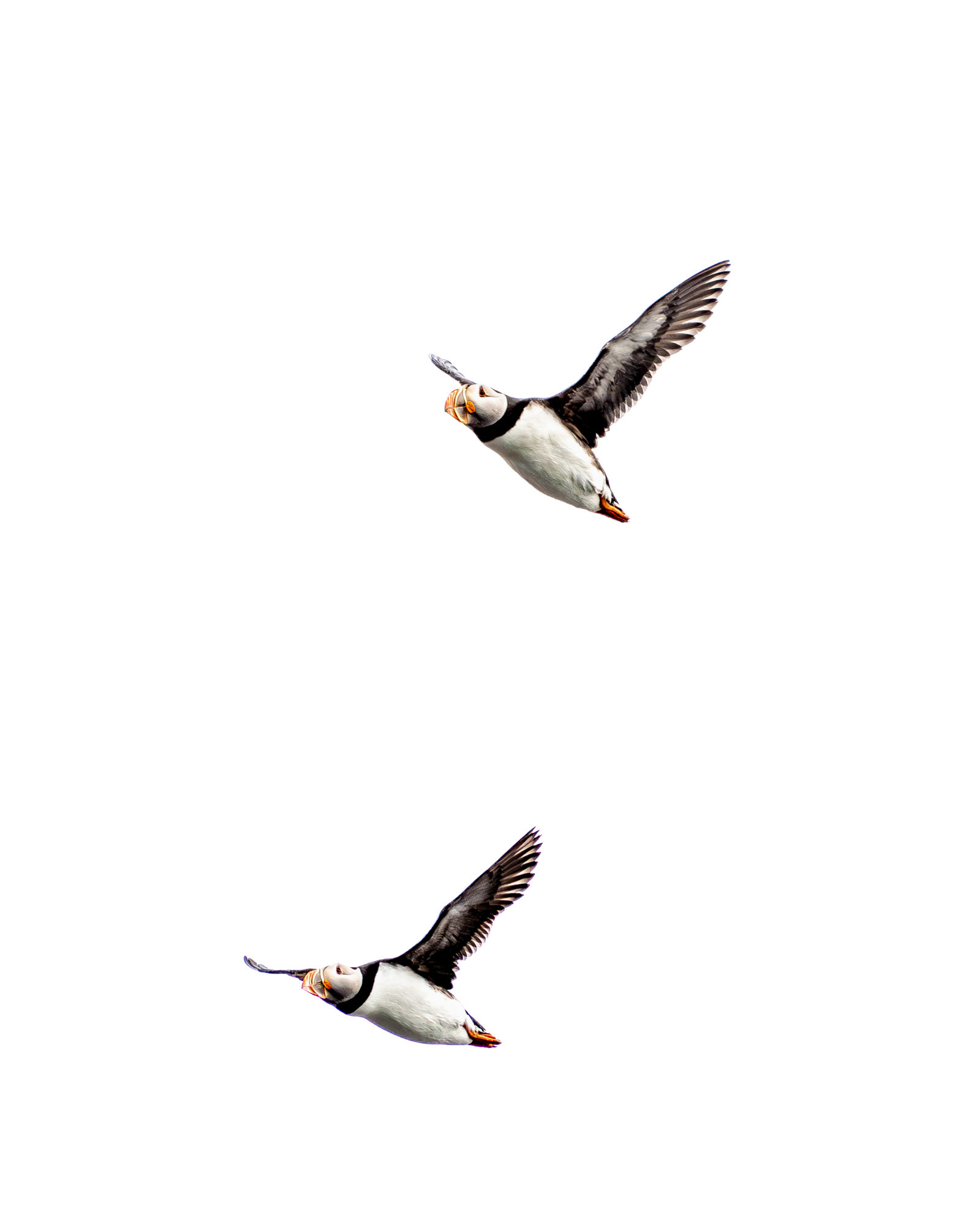 Søpapegøje tur